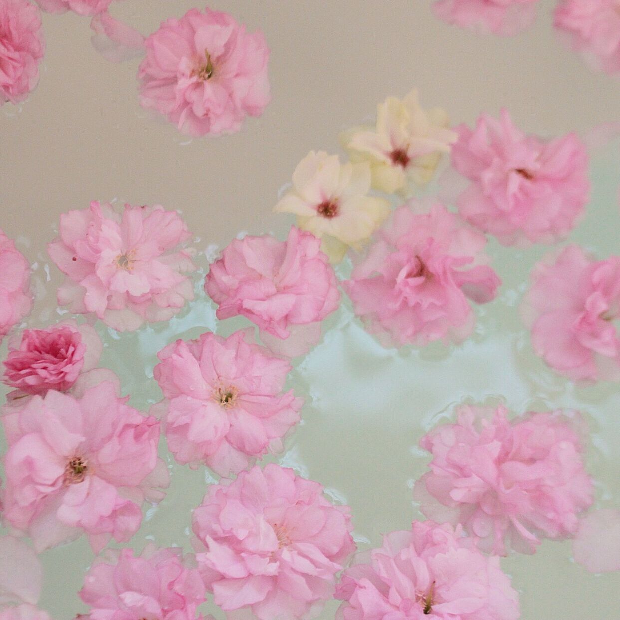 風雨のあとなどで桜の花がたくさん落ちたときは、湯舟に浮かべて桜風呂もいいですね♡一年に一度の贅沢なひとときをお楽しみください。