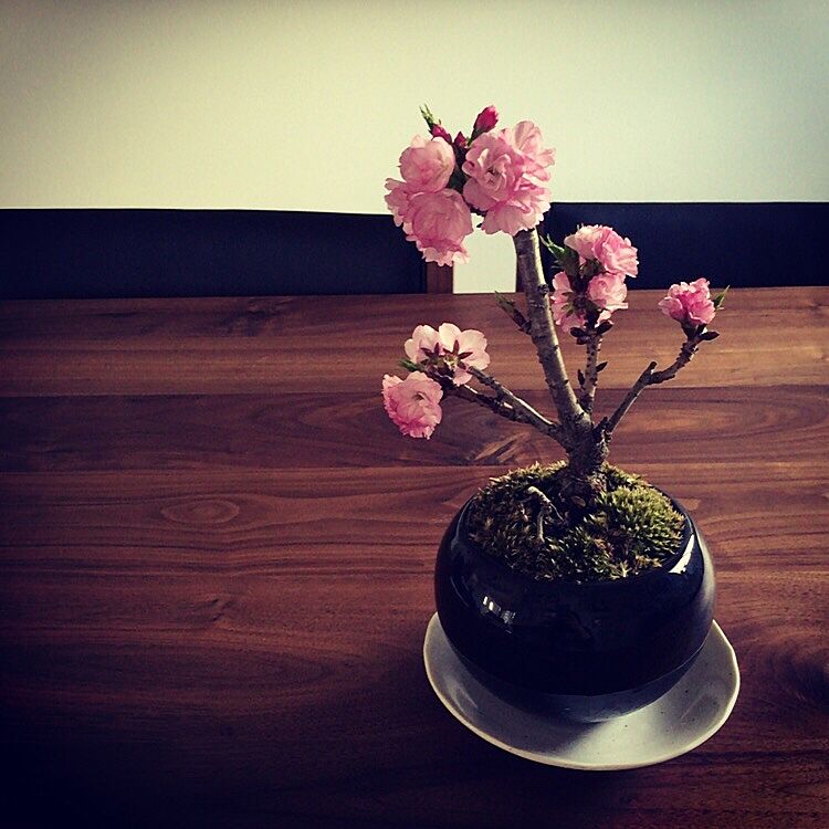 和心をくすぐる八重桜の盆栽。小ぶりでもお部屋にあるだけで存在感がありますよね。